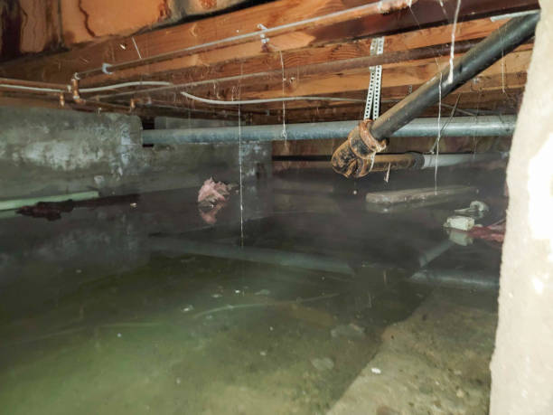 Best Water damage restoration services  in Woodlands, CA
